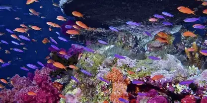 Introduction to biodiversity